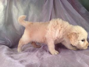 Male Goldendoodle Puppy for sale #17 Born April 10th, 2013|Goldendoodles Puppies by Professional Goldendoodle Breeders
